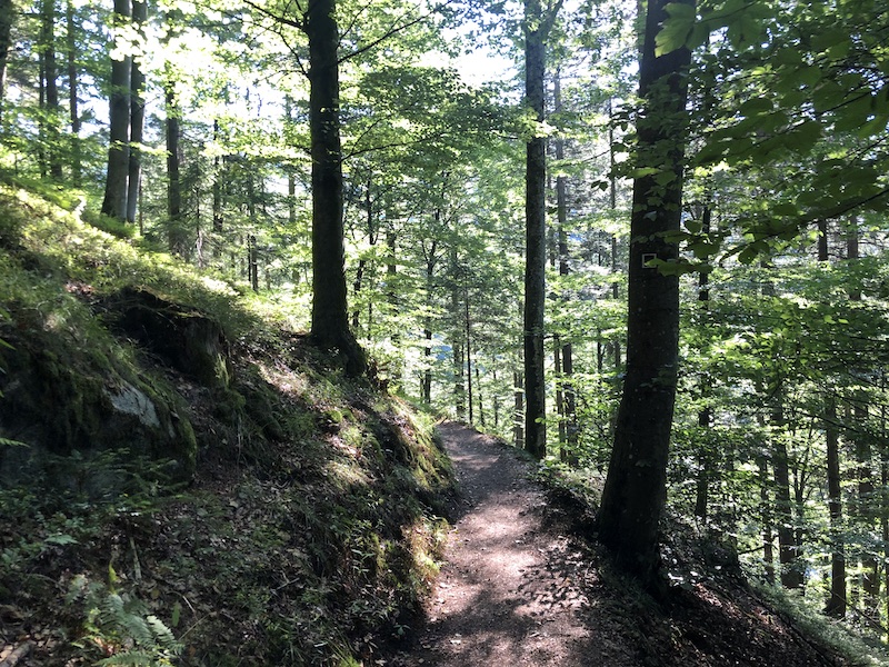 Hiking in the Black Forest