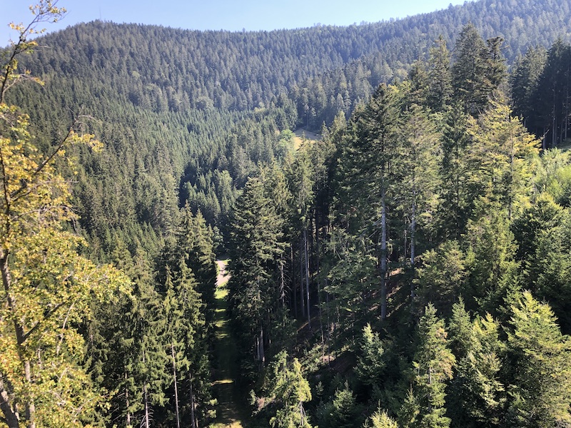 Hiking in the Black Forest