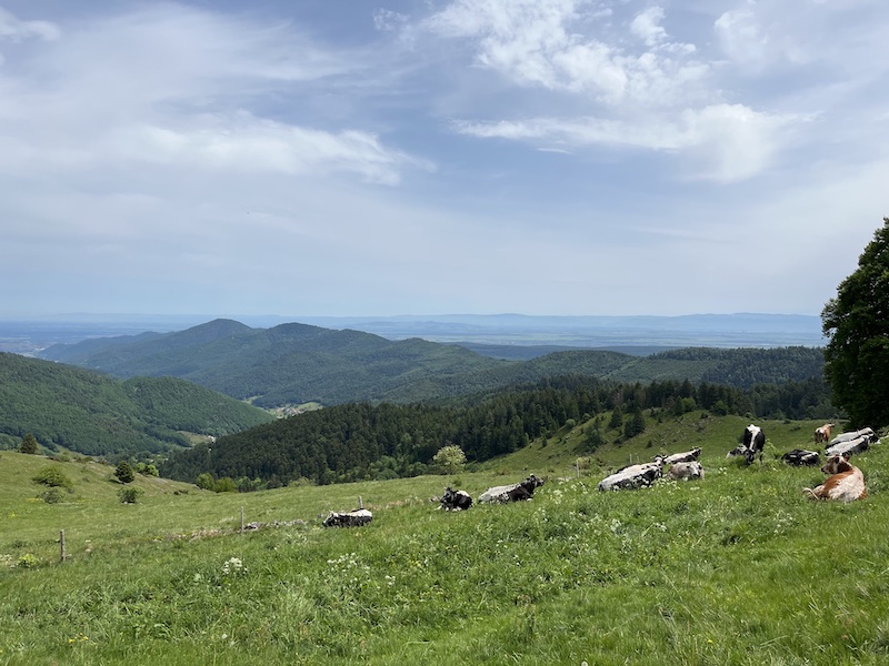 Hiking in Wasserbourg