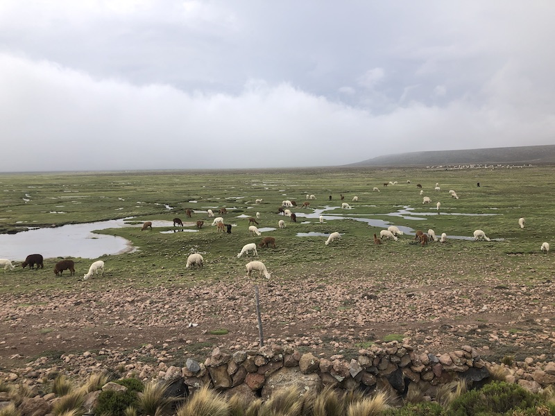 Alpacas at 4,900m above sea level