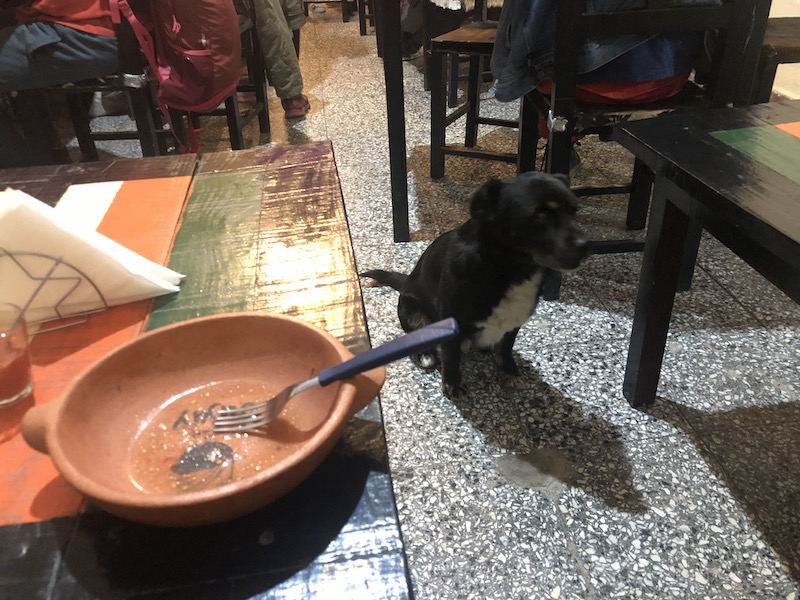 Street dogs in a restaurant