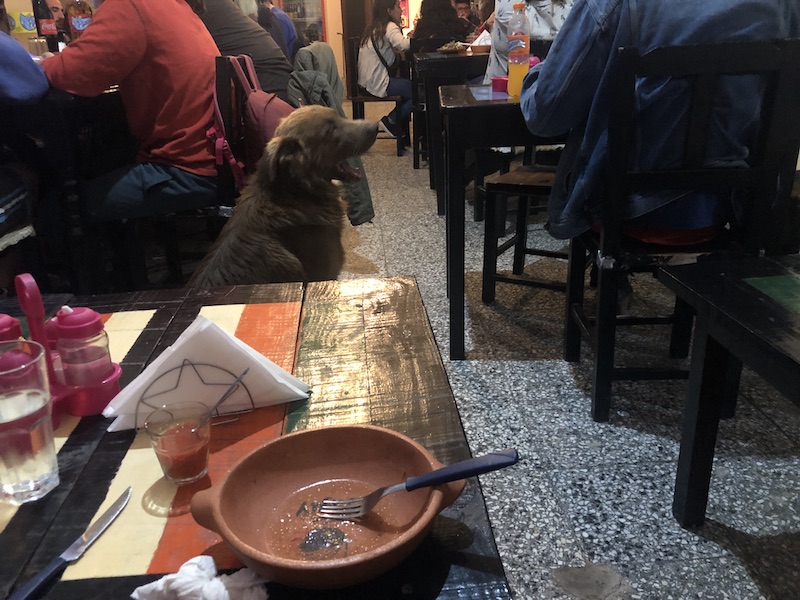 Street dogs in a restaurant