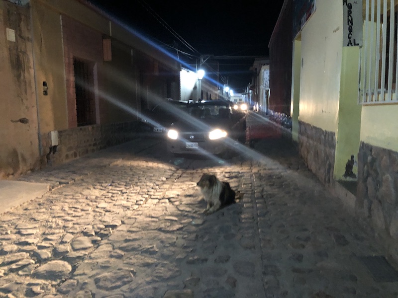 Cars are meant to go around dogs sleeping in the middle of the street