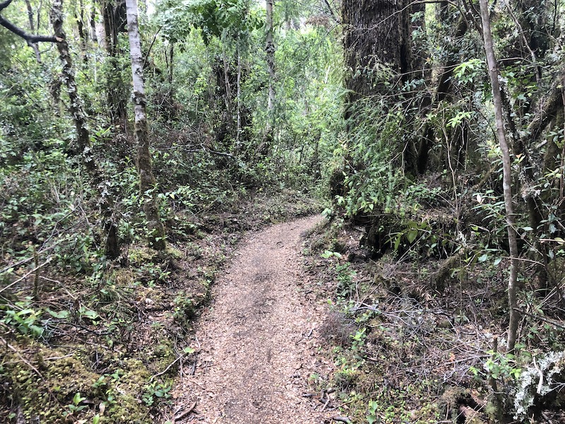 Hiking in Petrohue