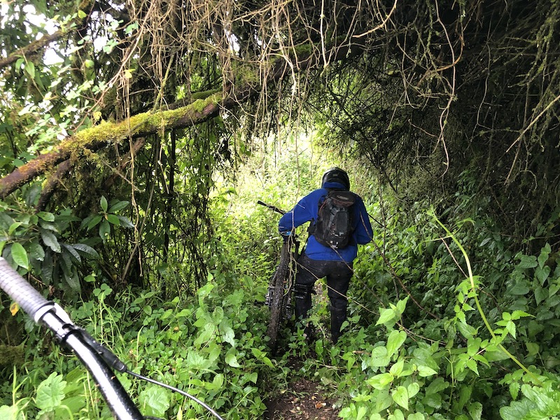 Vegetation on the trail