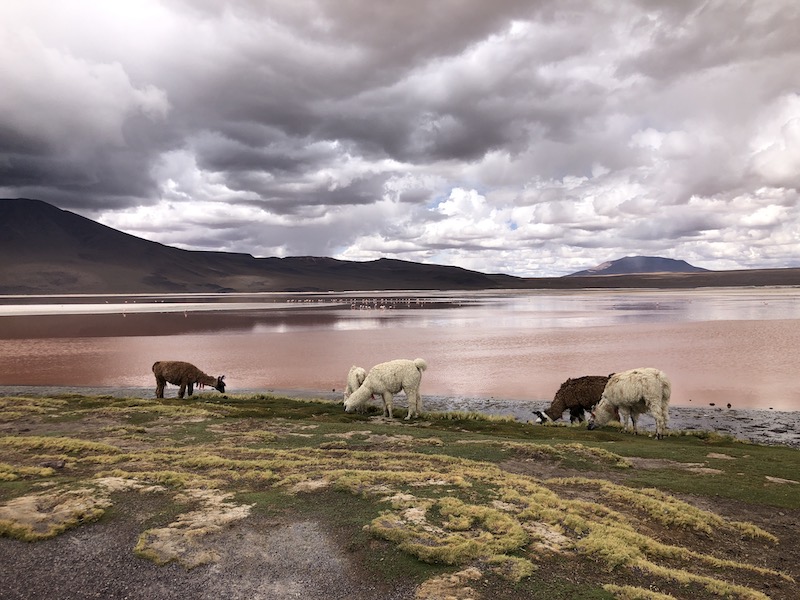 Laguna Colorada with Flamingos in the background