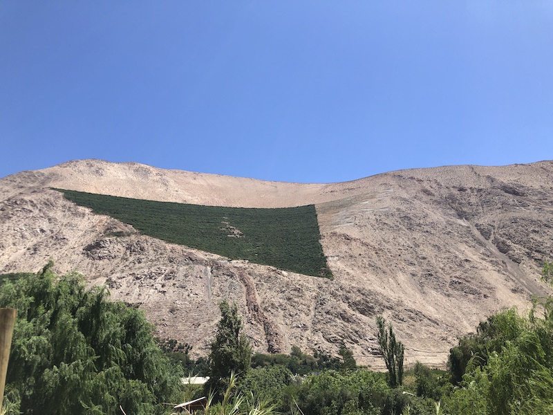 Avocado trees in the middle of the mountain