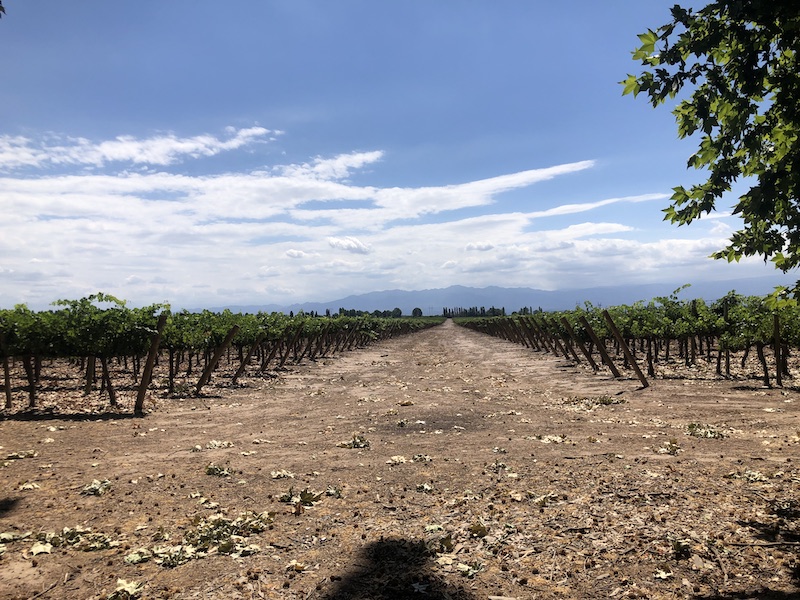 Mendoza Vineyards